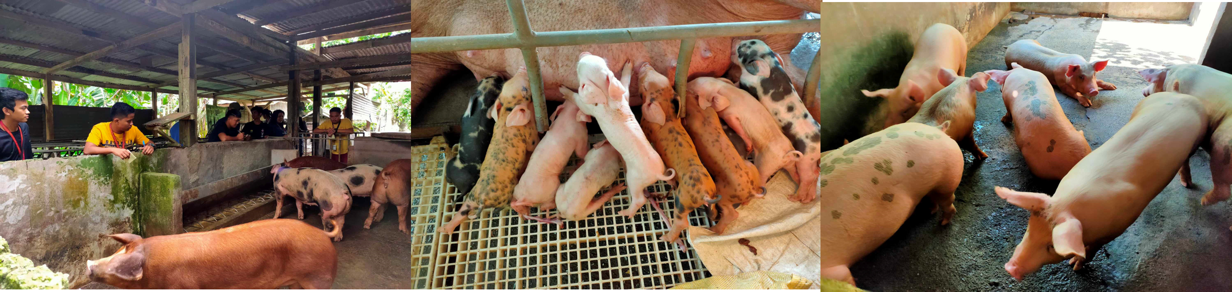 2023-2024-2ND SEM-An Sci 324 Swine Production and Management