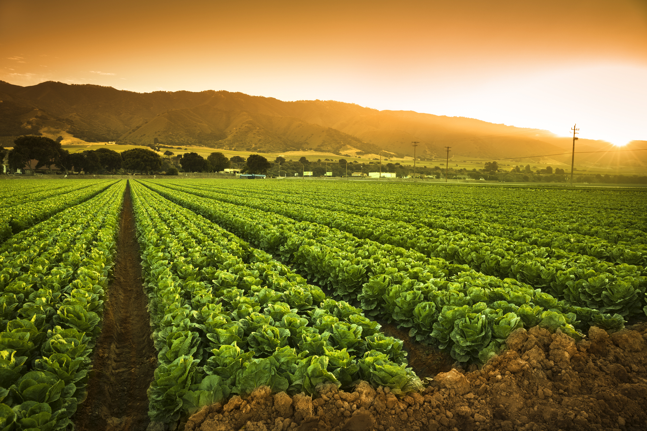 2023-2024-2nd sem-AG/ AS/ CP/ HORT/ SOIL 290	Special Topics