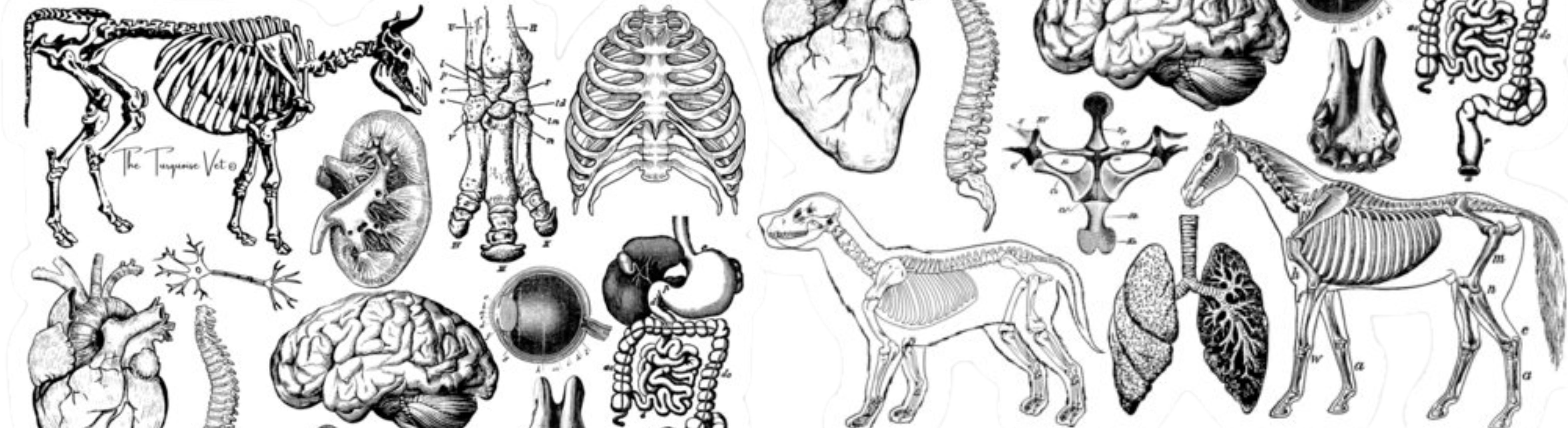 AP233 - INTRODUCTION TO ANATOMY AND PHYSIOLOGY- 2stv2